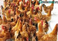 Ảnh Ứng dụng KH&CN có thể làm lợi cho xã hội hơn nghìn tỷ đồng