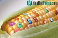 Ảnh Tấp huấn nâng cao nhận thức về sinh vật biến đổi gene