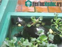 Ảnh Việt Nam tặng rùa quý hiếm cho Campuchia