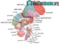 Ảnh Khoa học thần kinh có những tiến bộ mới