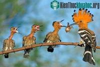 Ảnh Việt Nam đoạt giải ba cuộc thi ảnh ASEAN về Đa dạng sinh học