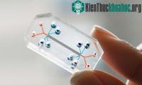 Ảnh Chip mô phỏng nội tạng giành giải Design of the Year 2015