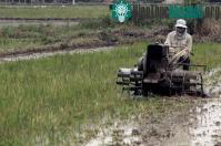 Ảnh Việt Nam chiến thắng ở giải thưởng của IAEA về đột biến tạo giống lúa