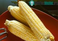 Ảnh 4 giống ngô biến đổi gene đã được công nhận làm thực phẩm