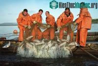 Ảnh Nga khởi động dự án bảo vệ cá hồi cho thế hệ tương lai