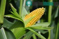 Ảnh Anh kêu gọi EU duyệt thương mại hóa ngô biến đổi gene bằng biểu quyết