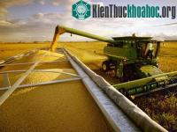Ảnh Việt Nam: Trung tâm nghiên cứu đậu nành đầu tiên
