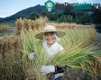 Ảnh  Nhật Bản phục hồi những cánh đồng chết