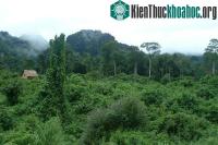 Ảnh Cát Tiên đang đứng trước cơ hội được công nhận là di sản thiên nhiên thế giới