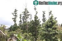 Ảnh Việt Nam lập khu bảo tồn loài thông sắp bị tuyệt chủng