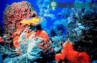 Ảnh WWF phát động Ngày Tam giác San hô 9/6
