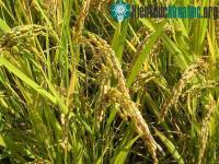 Ảnh LHQ kêu gọi đề cao vai trò khoa học trong an ninh lương thực