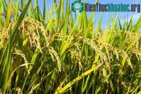 Ảnh Nghiên cứu giống lúa thích ứng với biến đổi khí hậu