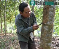 Ảnh Việt Nam và Nhật Bản hợp tác trong chế biến cao su