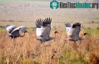 Ảnh Tràm Chim trở thành khu Ramsar thứ tư của Việt Nam