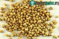 Ảnh FAO phê duyệt kế hoạch bảo vệ nguồn gene thực vật