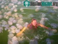 Ảnh Sứa đang trở thành mối đe dọa đối với nhà máy điện hạt nhân