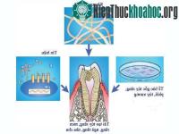 Ảnh Việt Nam phân lập được tế bào gốc từ tủy răng