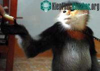 Ảnh Khảo sát đa dạng sinh học tại một huyện miền núi ở Quảng Ngãi