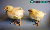 Ảnh Dùng tia hồng ngoại có thể xác định giới tính trứng gà
