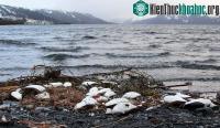 Ảnh Hé lộ nguyên nhân hàng ngàn chú chim chết bất thường ở bãi biển Alaska