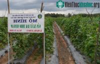 Ảnh Quy trình sản xuất rau an toàn của VietGAP như thế nào?