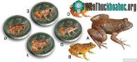 Ảnh Phát hiện một loài ếch mới 