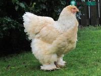 Ảnh Giống gà khổng lồ có trọng lượng 20kg có gì đặc biệt?
