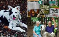 Ảnh Border Collie loài chó thông minh nhất thế giới