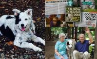 Ảnh Giống chó nào thông minh nhất thế giới? Hãy gọi tên Border Collie!