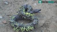 Ảnh Con trăn khủng quằn quại “hóa nhím” vì nghịch dại