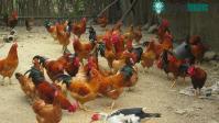 Ảnh Virus cúm H7N9 có thể biến đổi thành độc lực cao