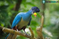 Ảnh Chiêm ngưỡng các loài chim chỉ có ở châu Phi