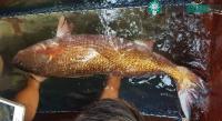 Ảnh Cận cảnh cá nặng 8kg nghi là cá sủ vàng bạc tỷ dính lưới ngư dân