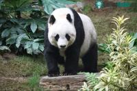 Ảnh Lý giải bộ lông có màu đen trắng của gấu trúc
