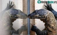 Ảnh Điều kỳ diệu từ máu của rồng Komodo