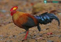 Ảnh Giống gà đặc hữu của Sri Lanka khiến các nhà “đại gia phát cuồng”