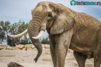 Ảnh Tại sao loài voi lại không bị ung thư?