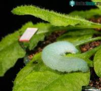 Ảnh Thực vật có thể nghe thấy âm thanh khi chúng bị ăn