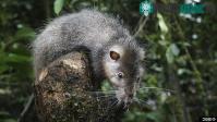 Ảnh Phát hiện loại chuột khổng lồ ở vùng Papua New Guinea