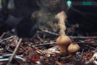 Ảnh Ngỡ ngàng với loại nấm có khả năng tạo mưa thần kỳ