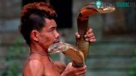 Ảnh Rắn hổ mang chúa dài 4 mét bị ốm nặng khi cắn phải dị nhân người Indonesia