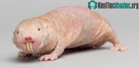 Ảnh Tiết lộ nguyên nhân chuột chũi Đông Phi có thể sống sót trong 20 phút mà không cần oxy