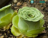 Ảnh Cực độc thực vật có thể giả dạng bông hồng tuyệt đẹp