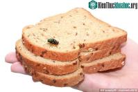 Ảnh Lí do bạn sẽ không dám ăn bánh khi bị ruồi đậu lên