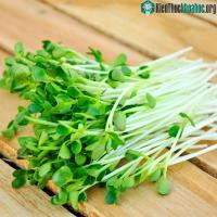Ảnh Hãy ăn rau mầm ngay từ hôm nay vì những tác dụng thật bất ngờ của nó