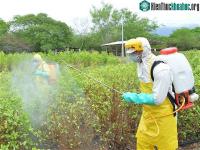 Ảnh Mexico nghiên cứu thành công thuốc diệt nấm sinh học phòng bệnh thán thư