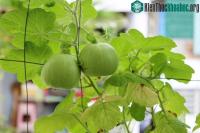 Ảnh Sự thật bất ngờ về trái dưa lê bạn vẫn ăn hàng ngày