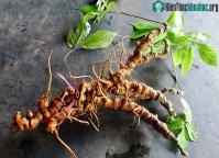 Ảnh Sâm Ngọc Linh và những điều ít ai biết tới