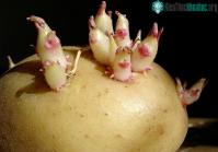 Ảnh Trung Quốc dự kiến trồng khoai tây, nuôi sâu trên Mặt Trăng?
